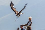Birds of Prey festival